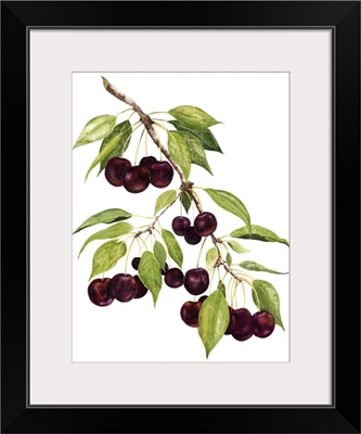 Watercolor Cherries