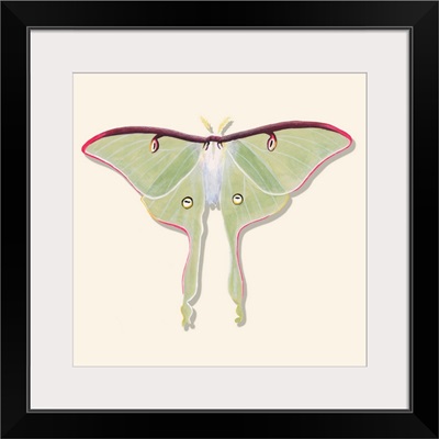Watercolor Moths IV