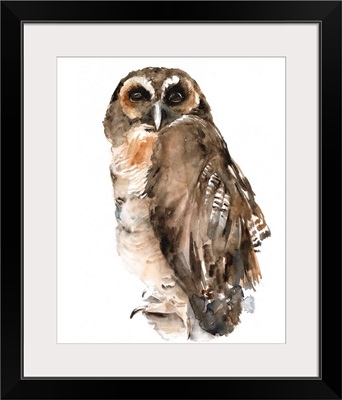 Watercolor Owl I