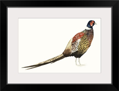 Watercolor Pheasant I