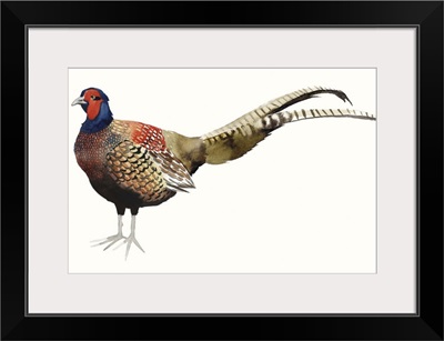 Watercolor Pheasant II