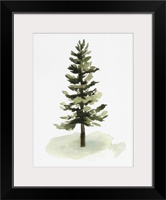 Watercolor Pine II