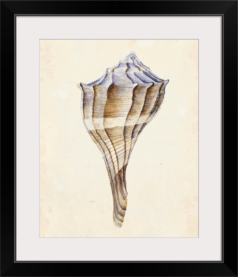 Watercolor seashell in neutral tones.