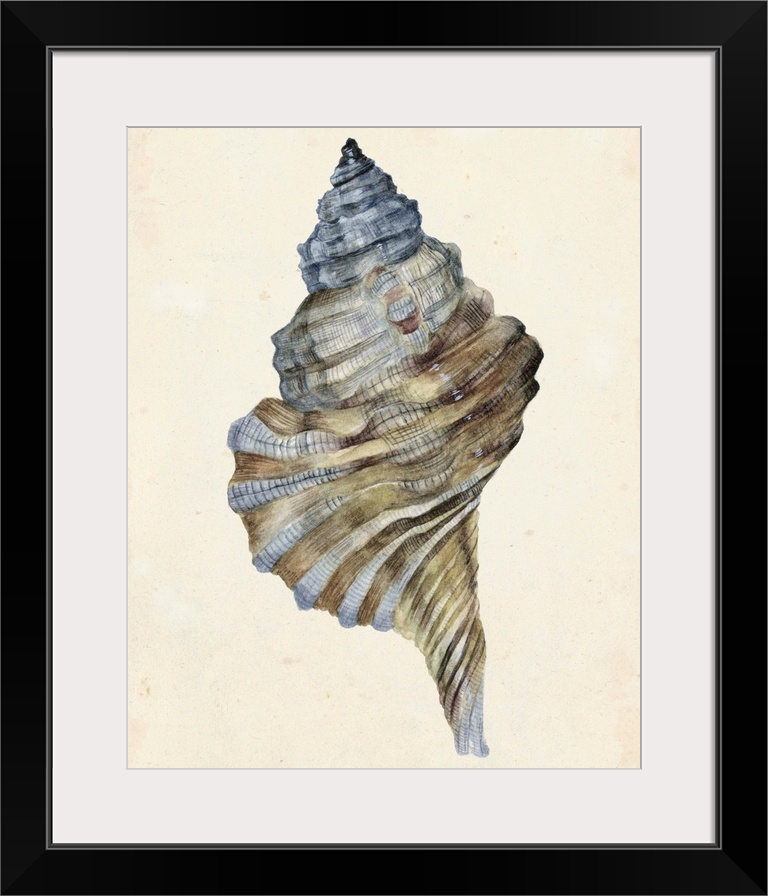 Watercolor seashell in neutral tones.