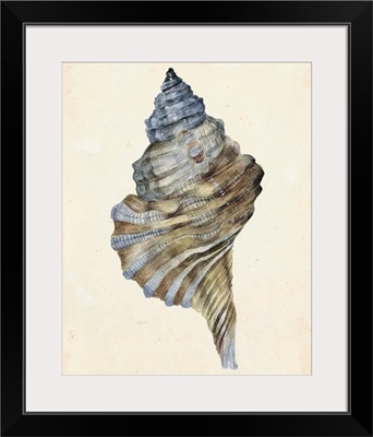 Watercolor Seashell III