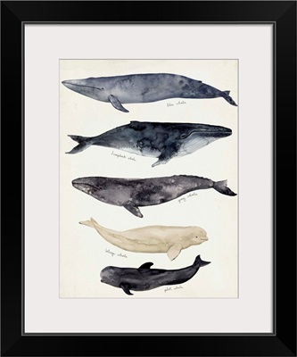 Whale Chart II