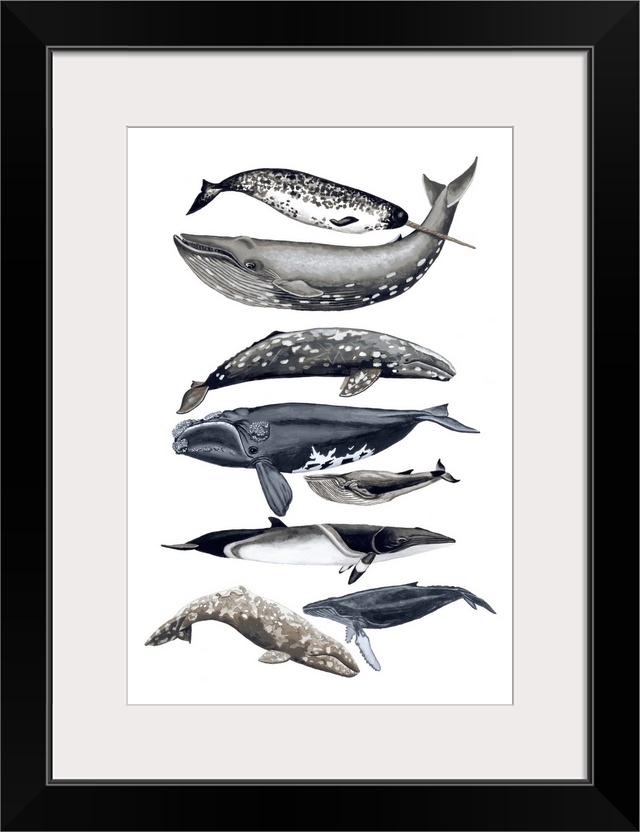 Contemporary painting of different whale species in a vertical order against a white background.