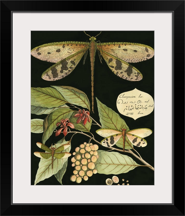 Vintage illustrative stylized dragonfly and various botanical's against a black background.