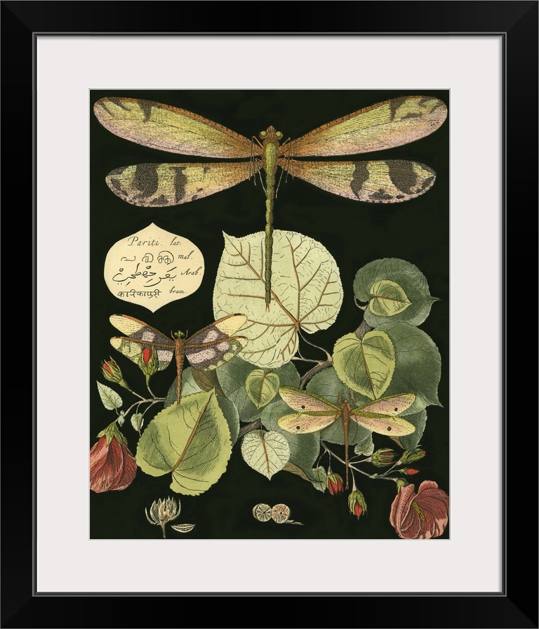 Vintage illustrative stylized dragonfly and various botanical's against a black background.