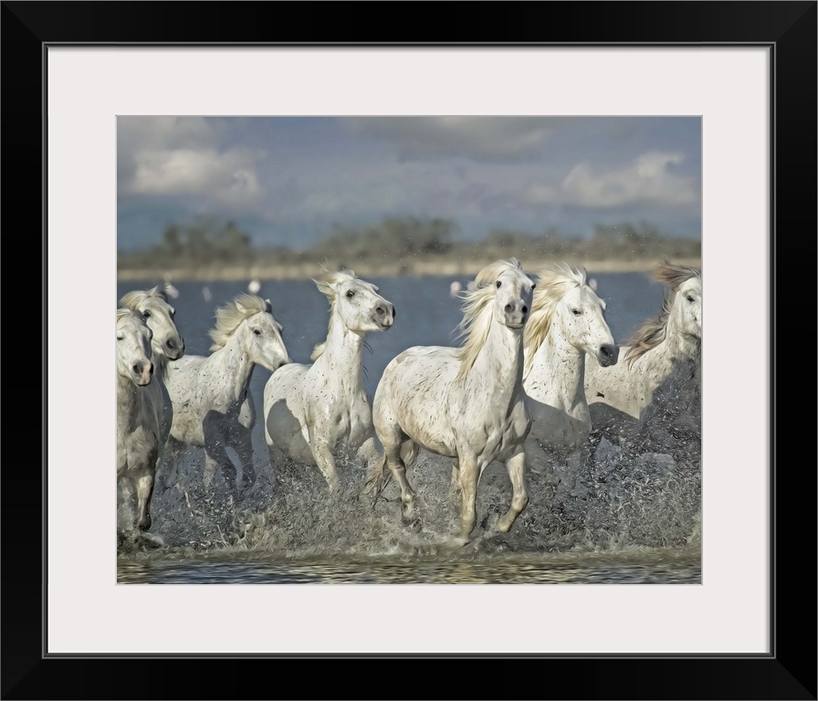Photograph of a group of white horses running through shallow waters.