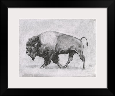 Wild Bison Study II