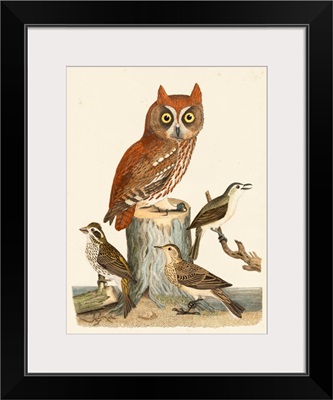 Wilson Owls II