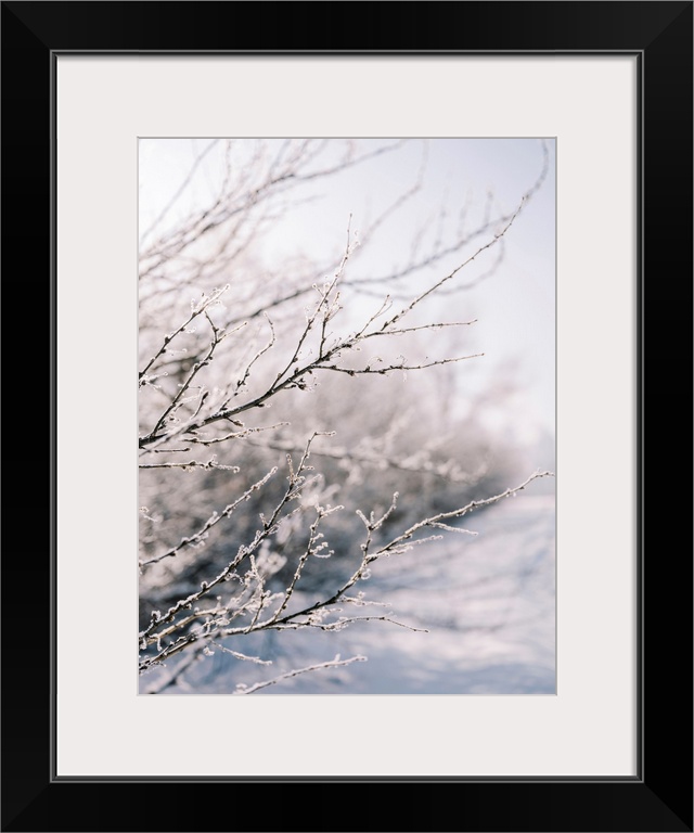 Winter Branches II