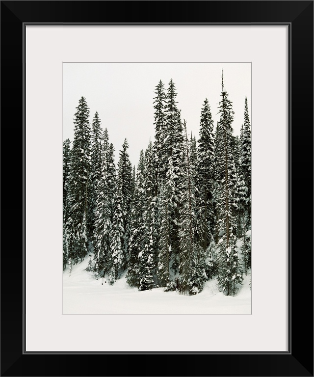 Winter Trees I