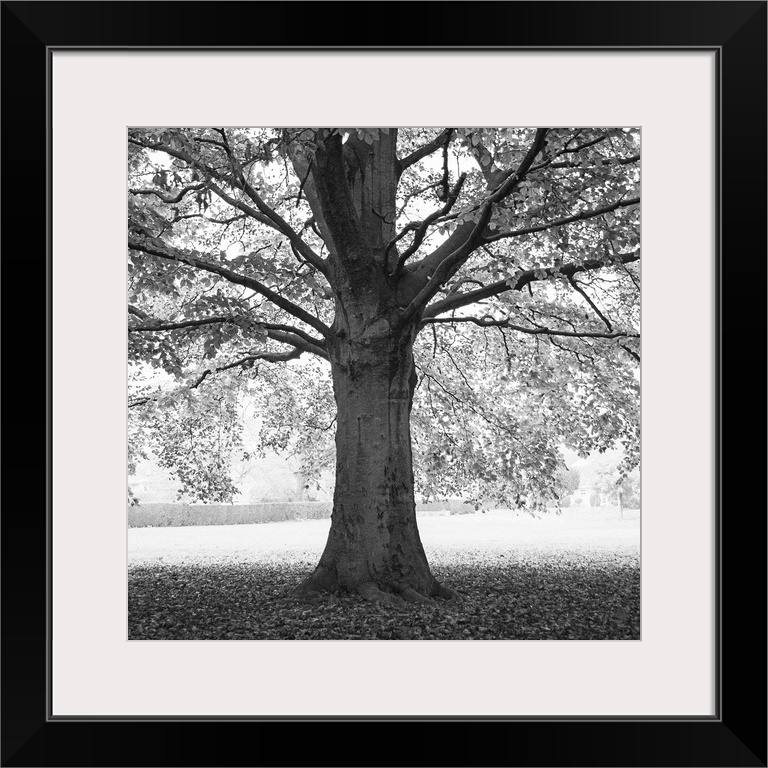 A photograph of an old tree standing in a clearing shrouding the ground underneath in shade.