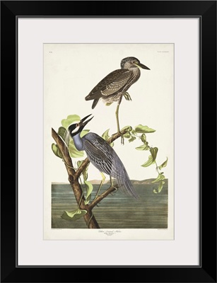 Yellow-Crowned Heron