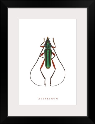 Aterrimum Beetle