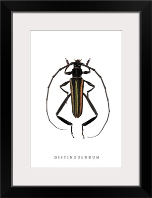 Distinguendum Beetle