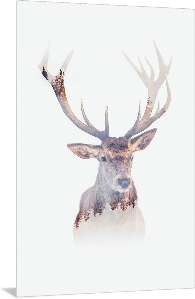 Antlers Of The Forest