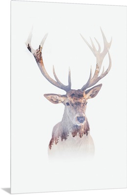 Antlers Of The Forest