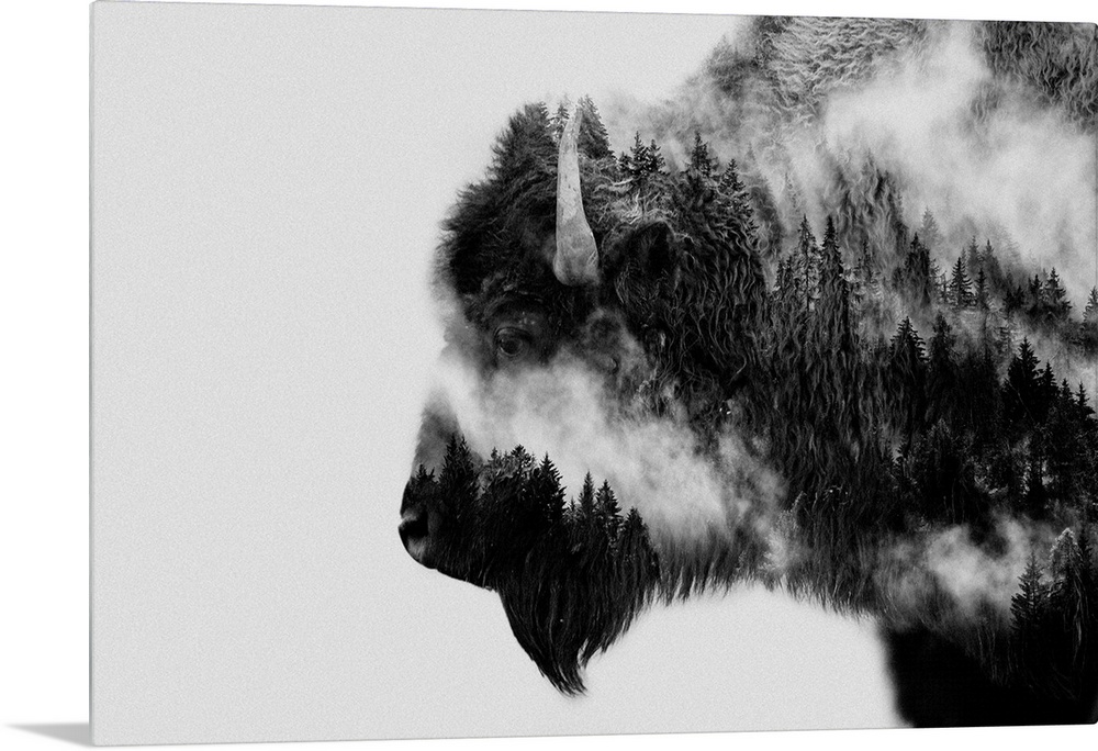 Bison