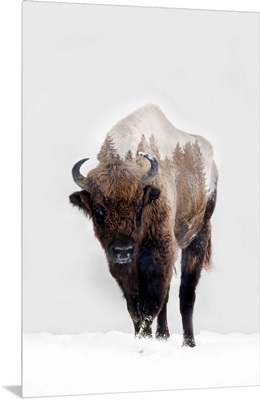 Bison In Winter