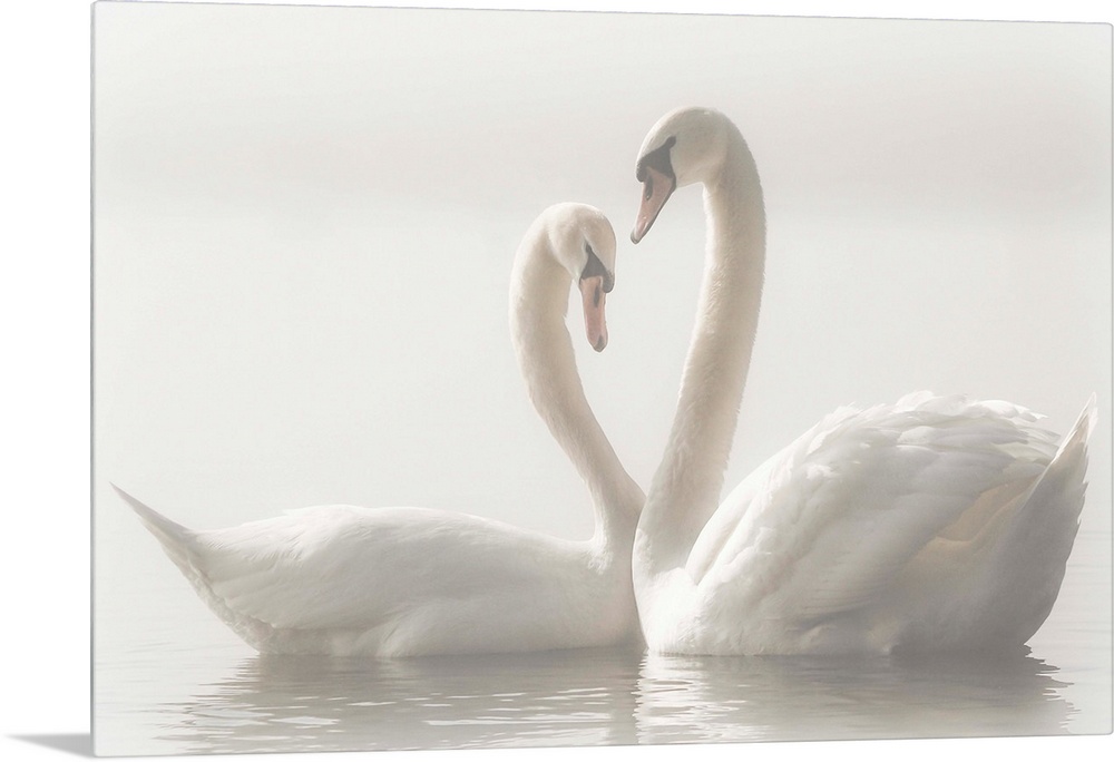 Two Mute Swans swim closely together, their arched necks creating the image of a heart.
