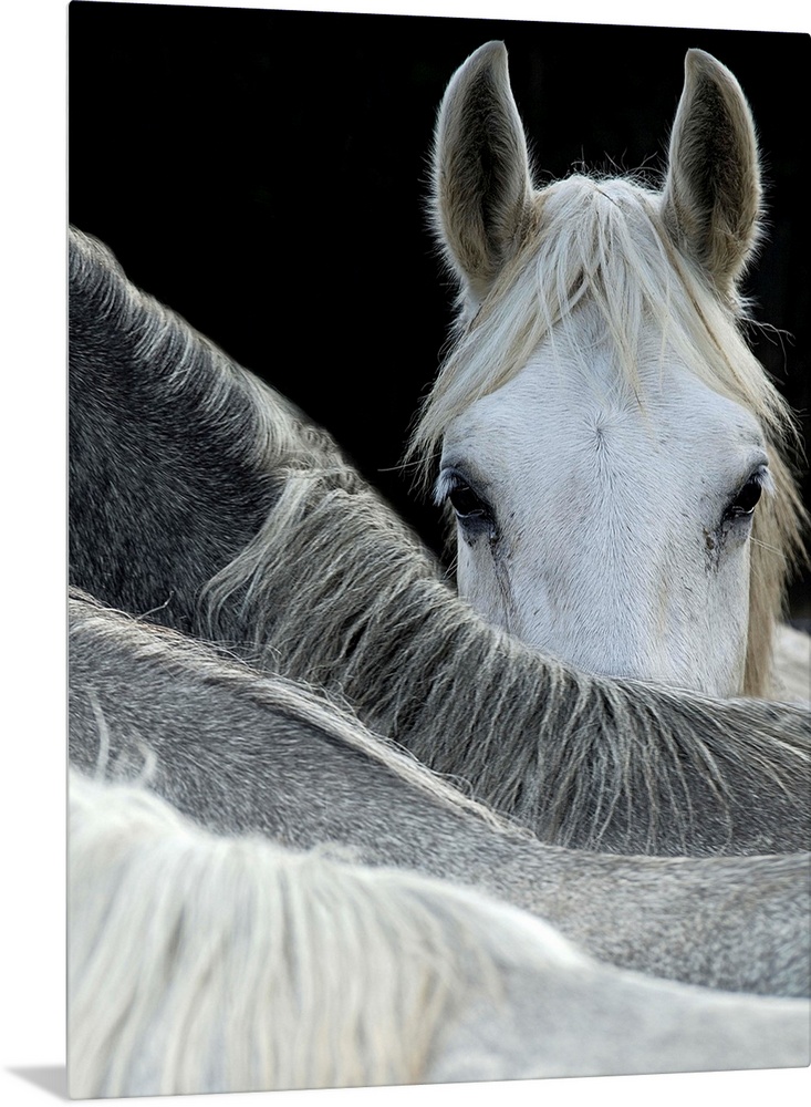 A white horse peering over the backs of its herd-mates.