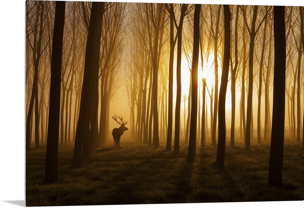 A deer standing in a forest while the sun rises behind casting everything in fog and silhouette.