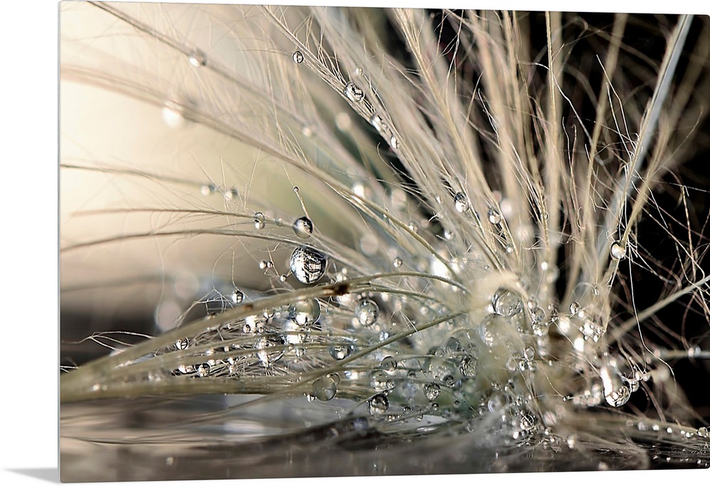 Macro photo of round water droplets clinging to bits of fiber.