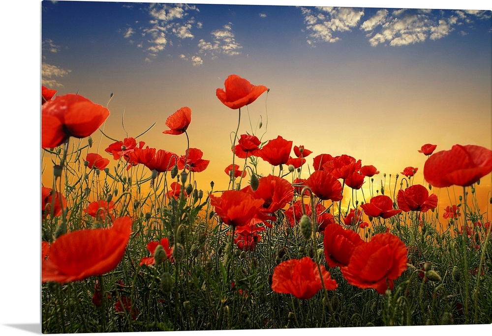 Poppies