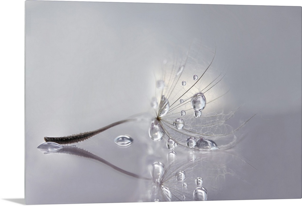 Macro photo of a dandelion seed with water drops.