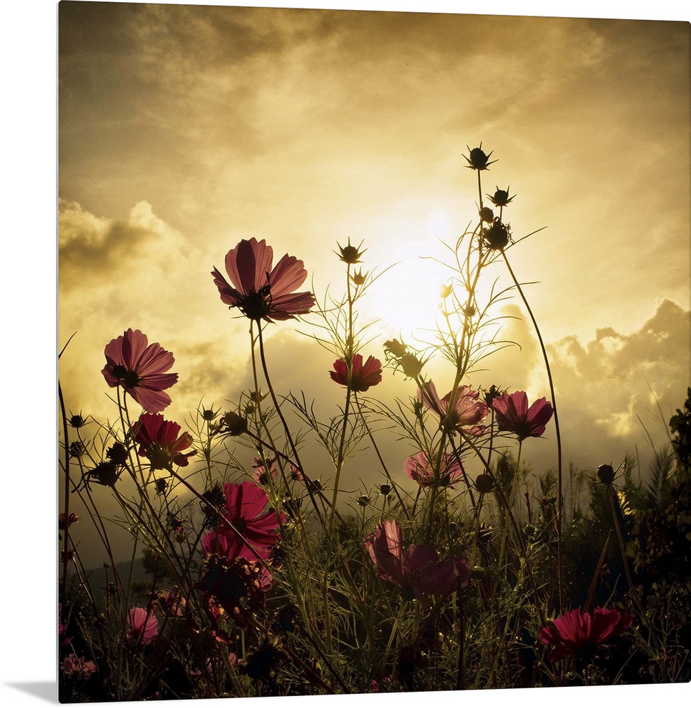 A field of red flowers in golden sunlight.