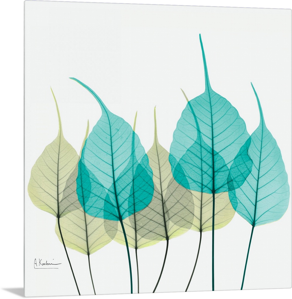 Giant, square fine art, X-ray photograph of a group of leaves in blues and greens on a solid white background.