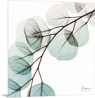 Extravagant Eucalyptus 1