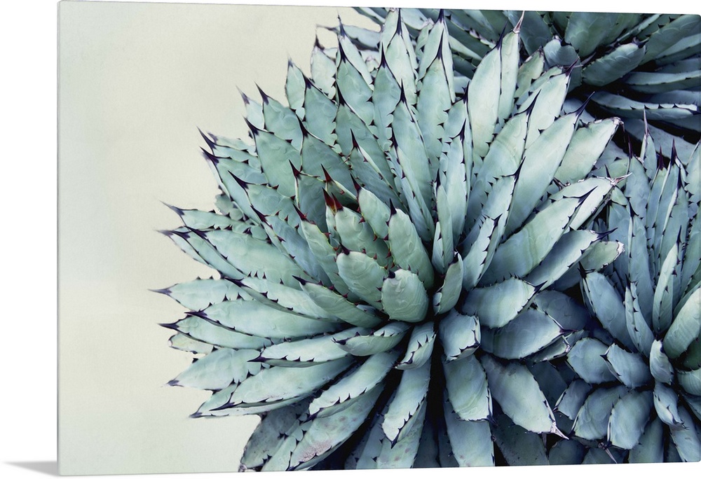 Close up photo of succulent plants with pointed green leaves.