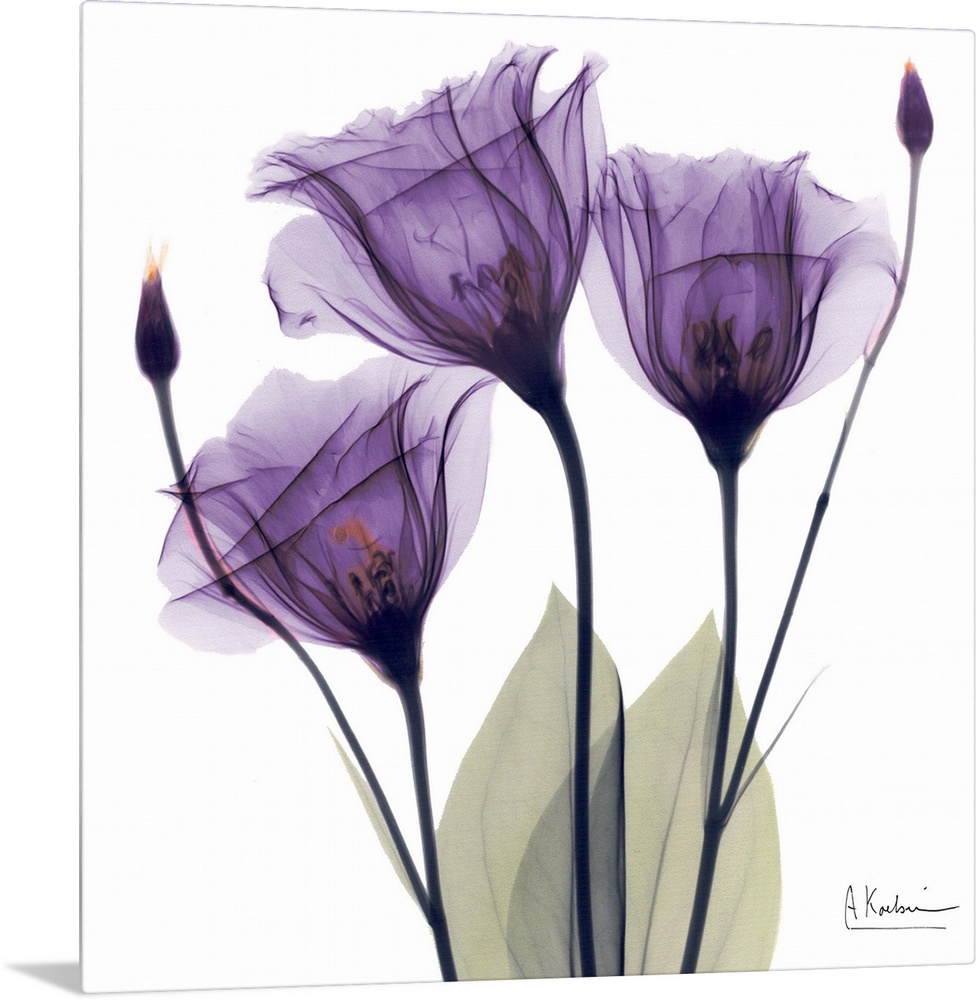 Square x-ray photograph of three purple flowers against a white background.