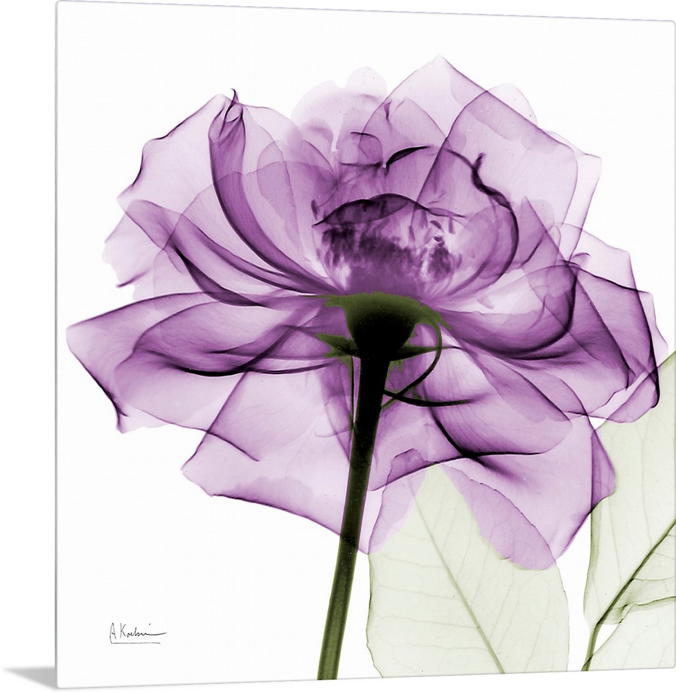 A big print of a translucent rose with petals against a white background.