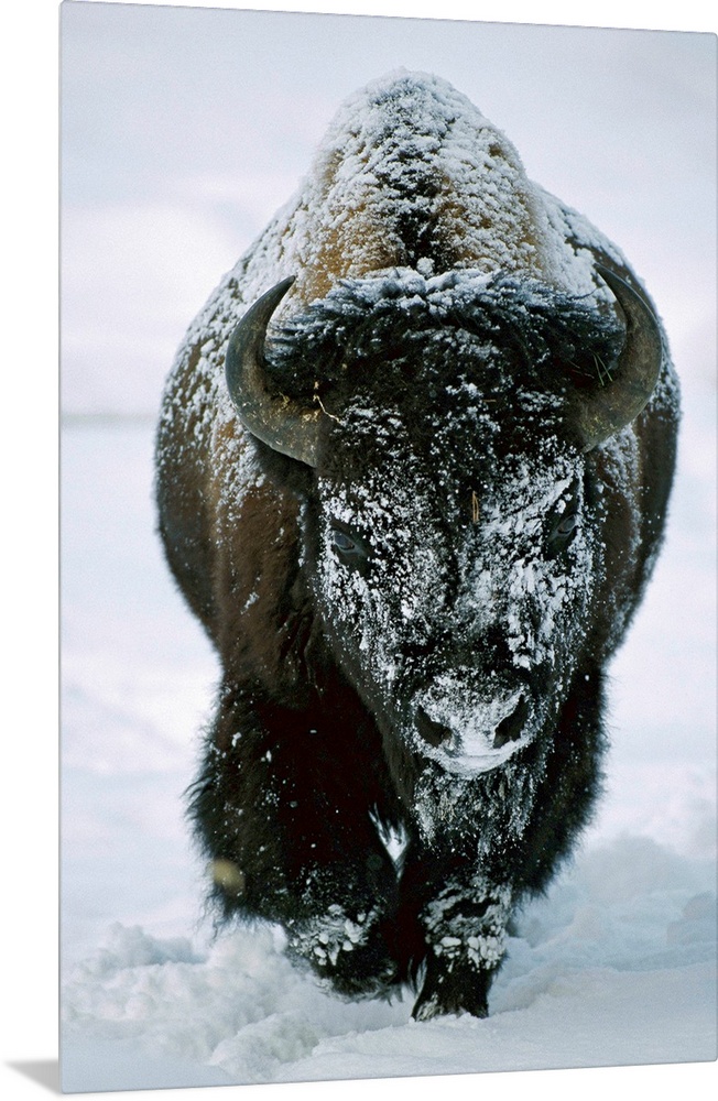 A frost-covered American bison bull (Bison bison) walks through the snow in Yellowstone National Park, United States of Am...