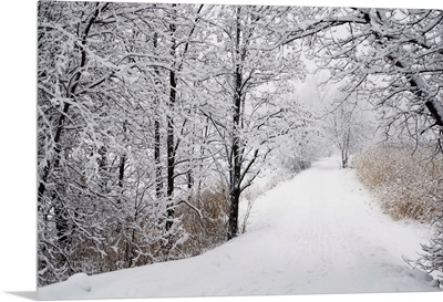 A Path Lined With Trees And Covered In Snow; Quebec, Canada