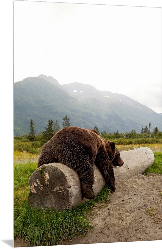 Adult brown bear takes a nap on a fallen log with Alaskan mountains in the background.