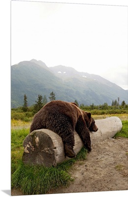 Adult Brown bear rests on a log at the Alaska Wildlife Conservation Center