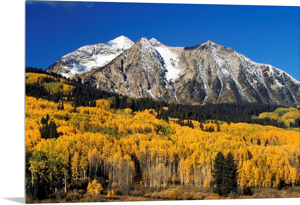 Aspen Trees In Autumn, Rocky Mountains, Colorado