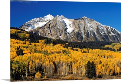 Aspen Trees In Autumn, Rocky Mountains, Colorado
