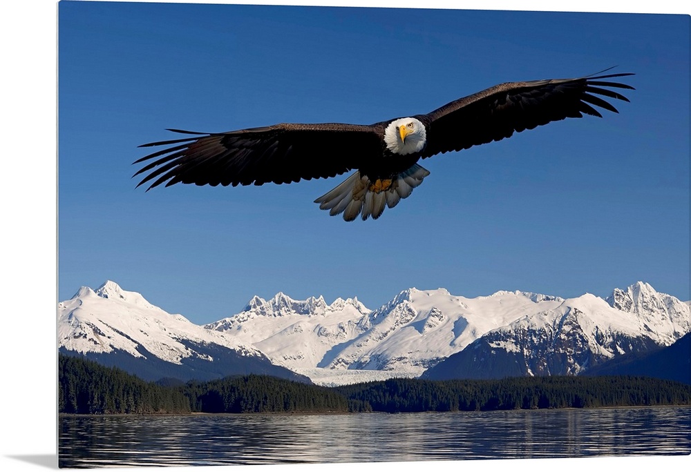 Photo print of an eagle with wide wing span flying over water with snowy rugged mountains in the background.