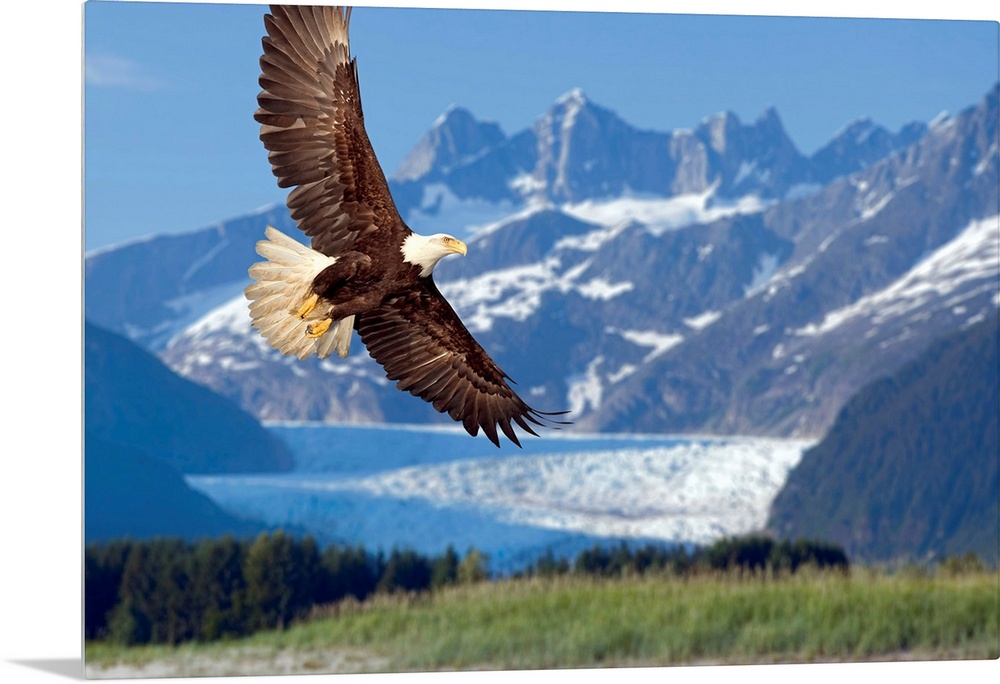 Large, horizontal photograph of a bald eagle in flight, in Tongass National Forest, Alaska.  Snow covered Mendenhall Glaci...