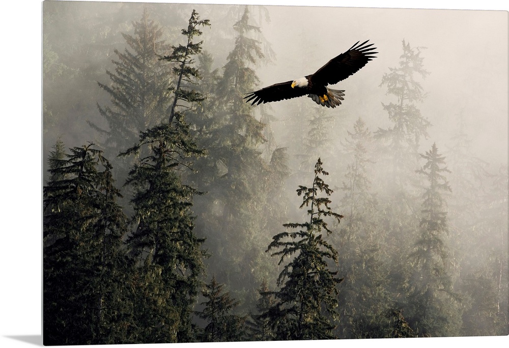 Bald Eagle Soaring Through Misty Tongass Nat Forest Southeast Alaska