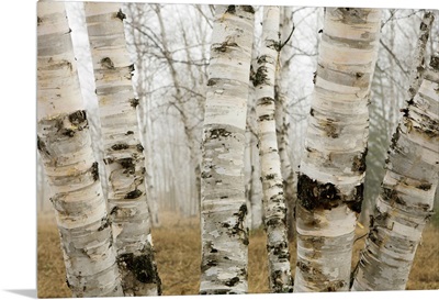 Birch Trees In The Fog In Early Spring, Ontario, Canada