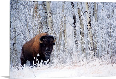 Bison In The Snow, Elk Island National Park, Alberta, Canada