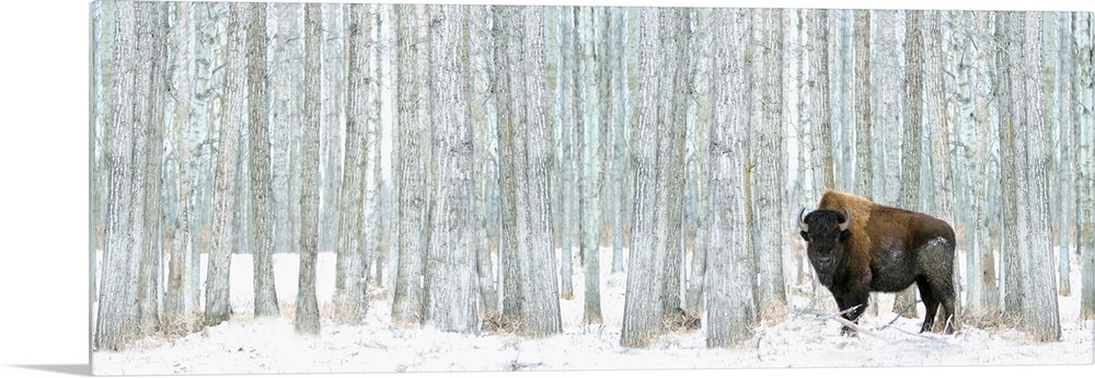 This panoramic photograph of a lone bison standing in front of a stand of white poplar trees is a majestic statement piece...